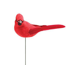 Cardinal Bird Accent