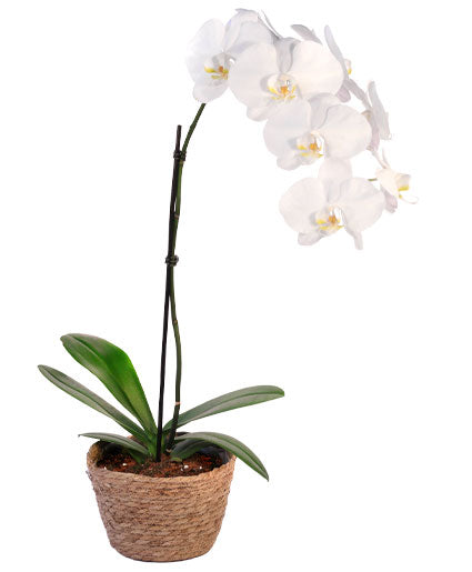 Orchid House Plant