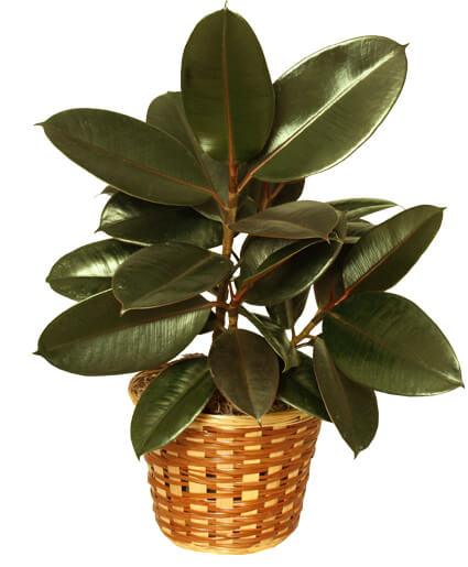 Rubber Plant - Clayton Florist: The Florist At Plantation